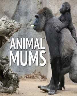 动物妈妈 Animal Mums