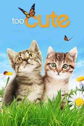 萌宠成长记 第一季 Too Cute! Season 1